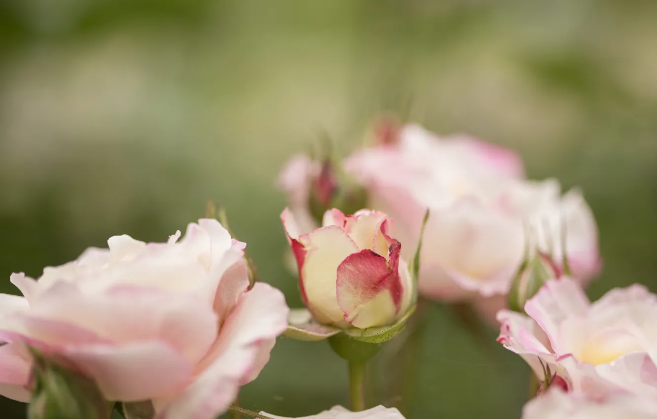 Фото обои цветы, фон, куст, розы, розовые, бутоны