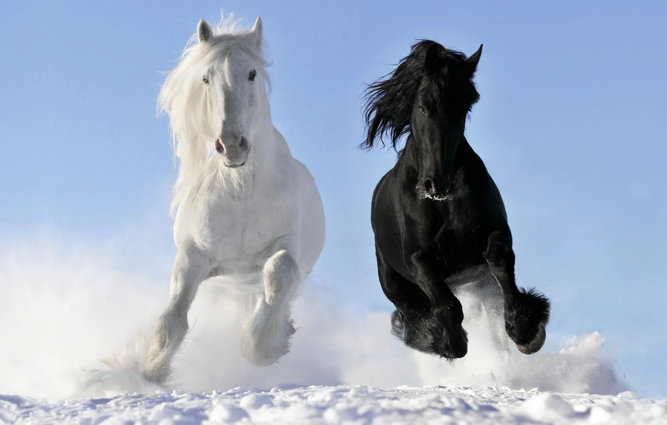 Фото обои белый, снег, кони, лошади, бег, галоп, вороной, © Виктория Макарова