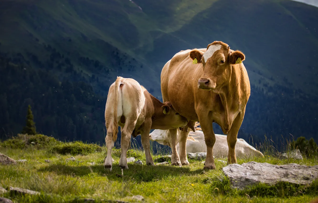 Фото обои горы, природа, корова, малыш, Альпы, детеныш, вымя, мать