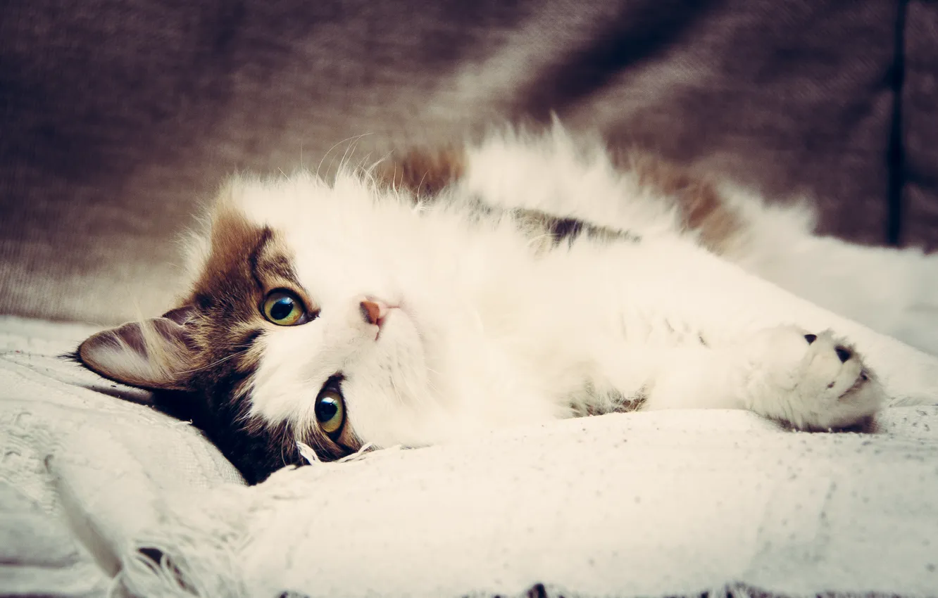 Фото обои диван, котик, Кот, киска, бобтейл