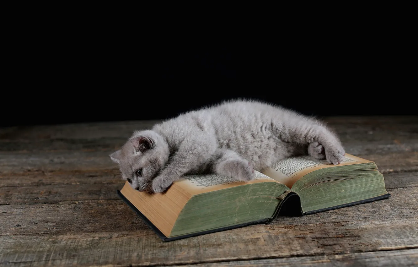 Фото обои кошка, котенок, доски, лежит, книга, британский
