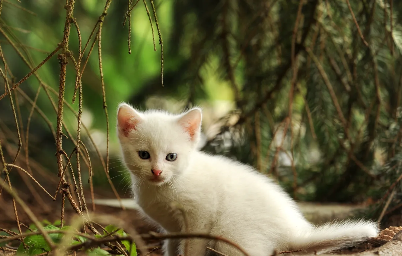 Фото обои белый, природа, котенок, малыш, мордочка, прогулка, сидит