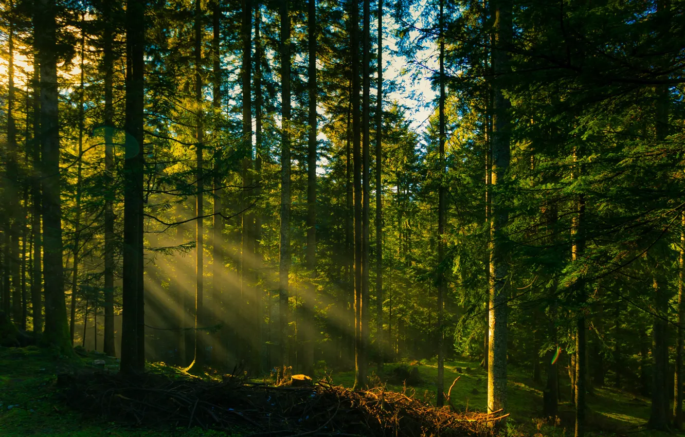 Фото обои лес, солнце, лучи, деревья