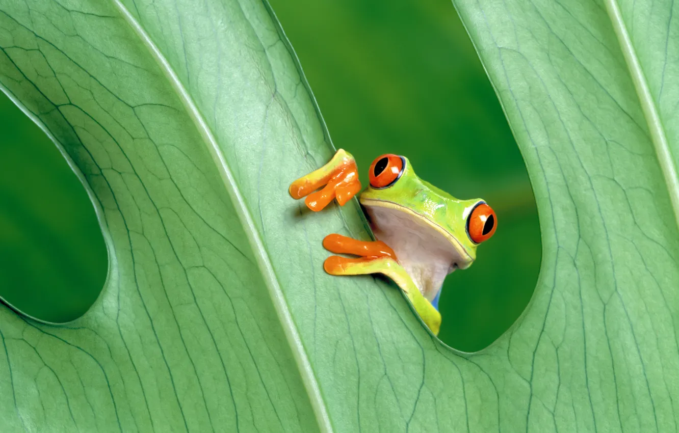 Фото обои зелень, лист, лягушка
