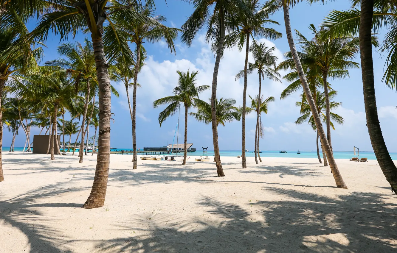 Фото обои beach, trees, nature, sand, palm trees