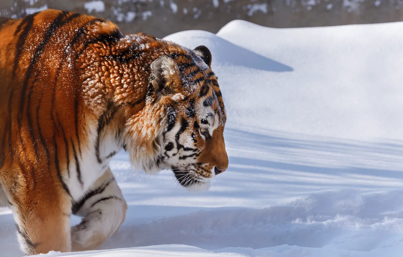 Фото обои зима, снег, природа, тигр, животное, хищник, Олег Богданов