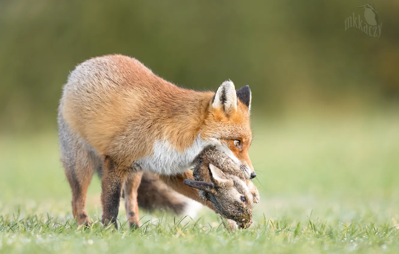 Фото обои природа, животное, заяц, лиса, лисица, добыча, Kaczmarkiewicz Marcin