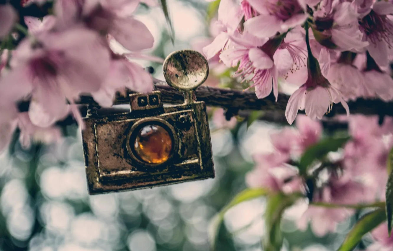 Фото обои цветы, фон, widescreen, обои, фотоаппарат, кулон, wallpaper, розовые