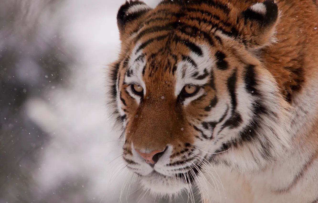 Фото обои зима, морда, снег, тигр, дикая кошка