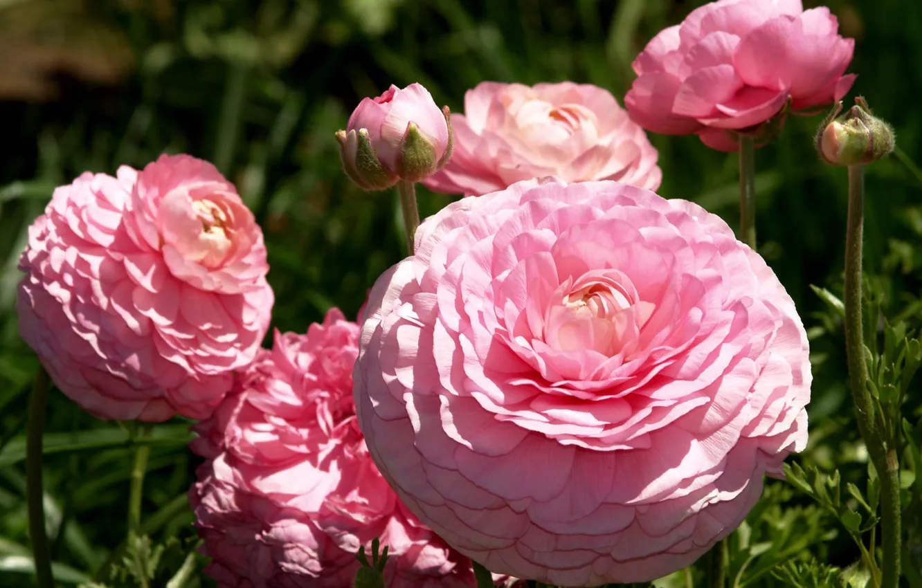 Фото обои цветы, розовый, пышный, ранункулюс, азиатский, лютик