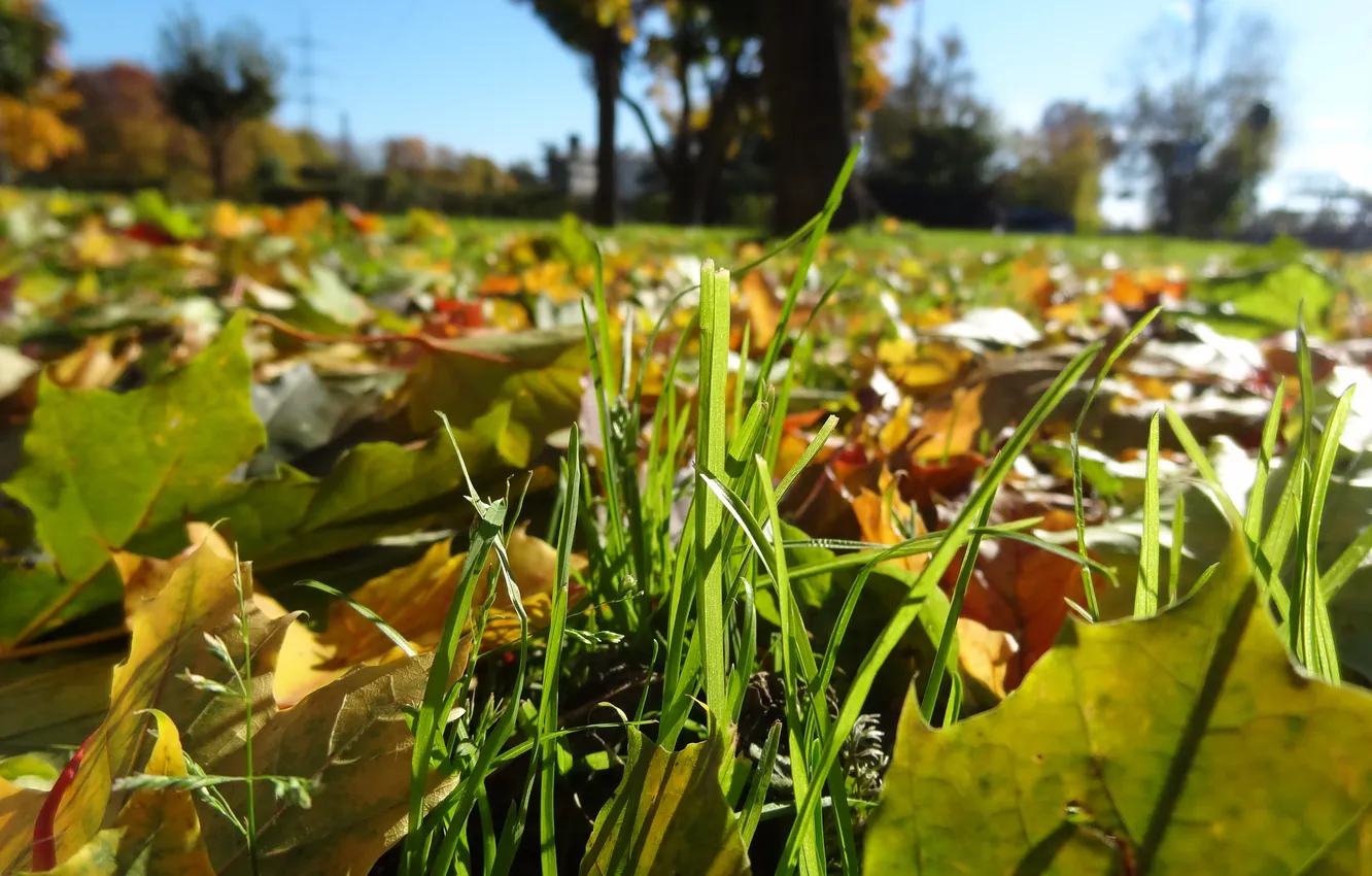 Фото обои Макро, Трава, Осень, Листья