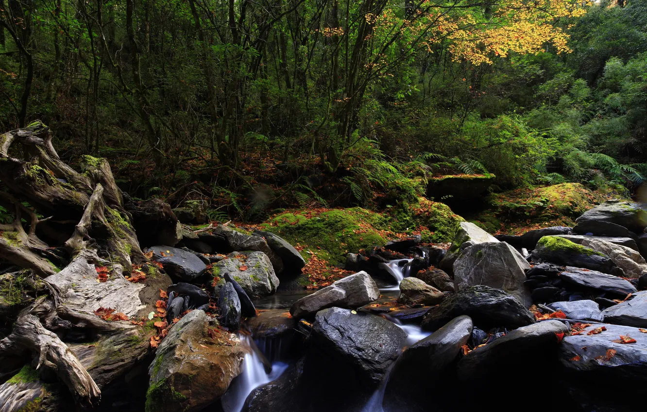 Фото обои лес, листья, природа, река, камни