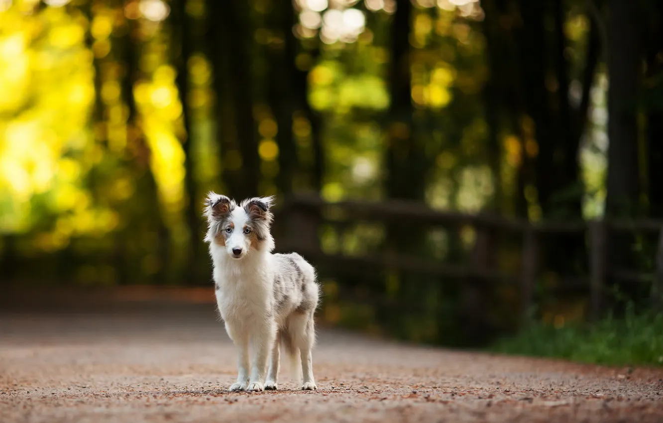 Фото обои фон, собака, sheltie