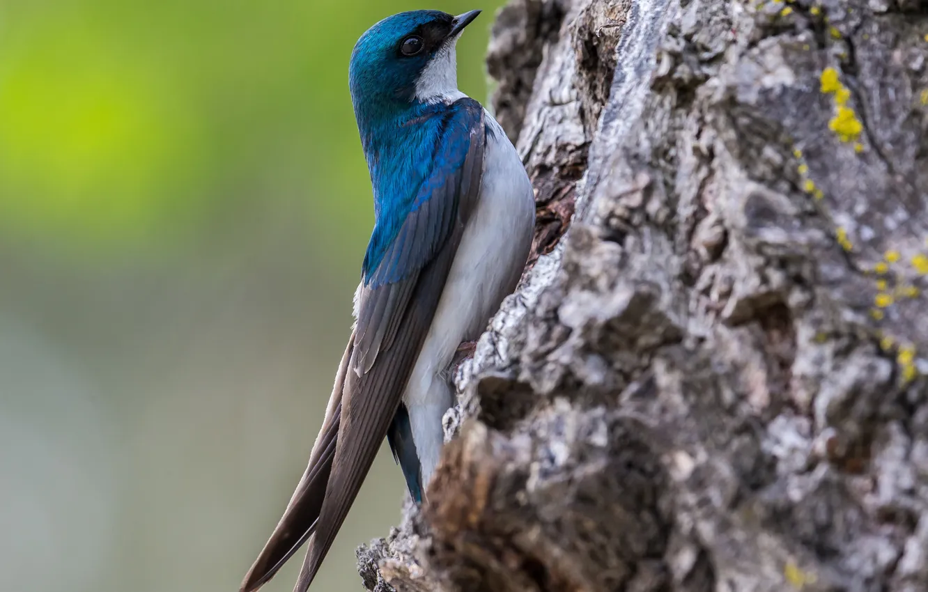 Фото обои bird, clinging to tree, bluie