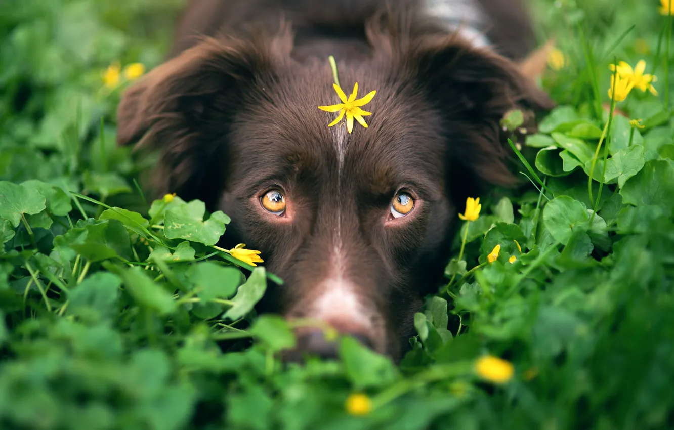 Фото обои зелень, собака, цветочек, camouflage