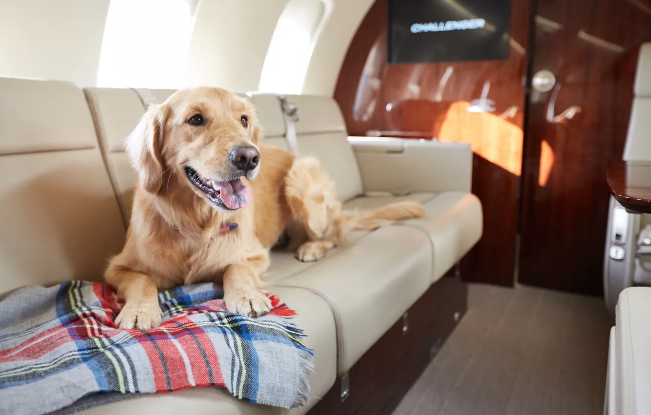 Фото обои Собака, business jet aircraft, реактивный двухмоторный самолёт бизнес-класса, NetJets, Pets on Private Jets, Домашние любимцы, …