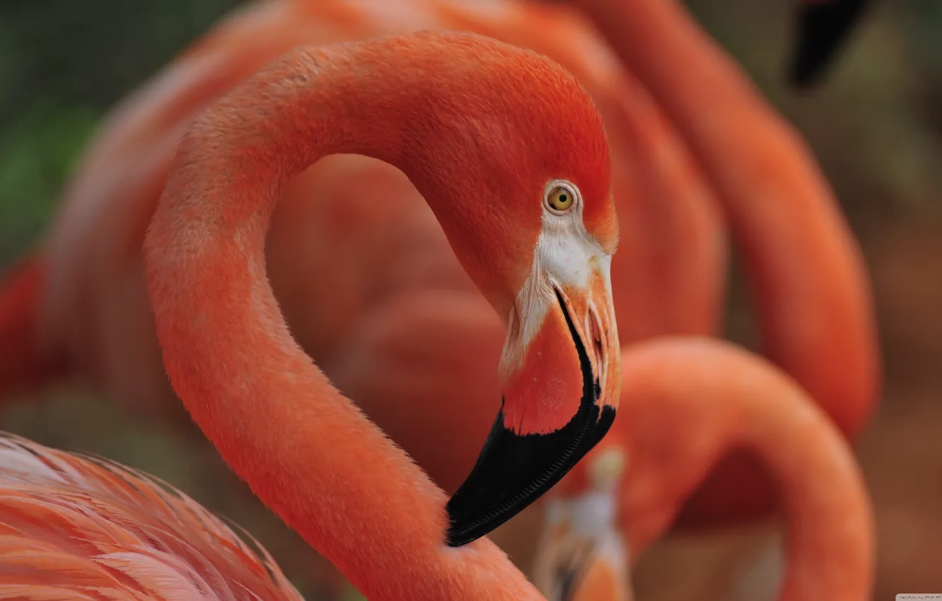 Фото обои bird, flamingo, flamingo nest sleep