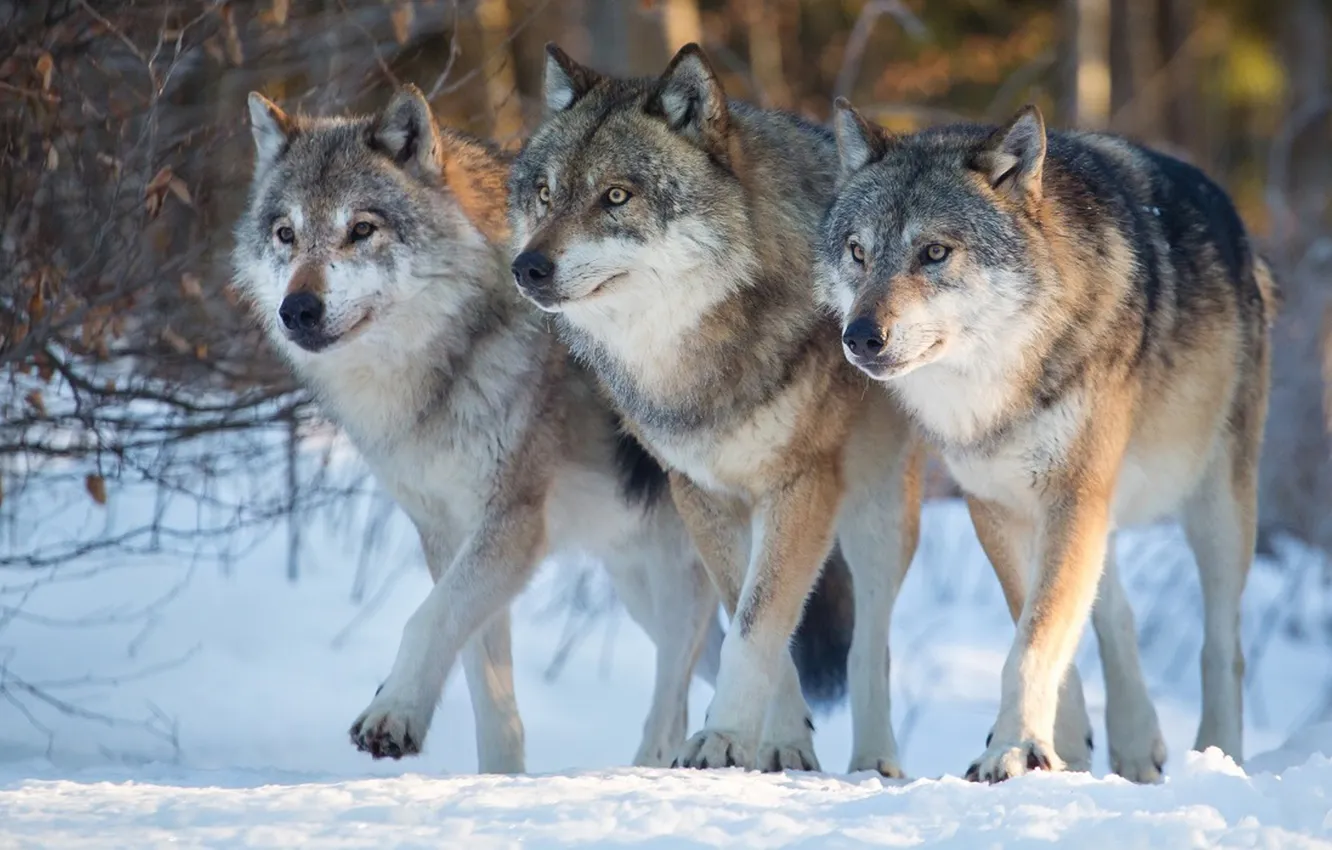 Фото обои nature, face, animal, wolf, wildlife, head, fur, mammal