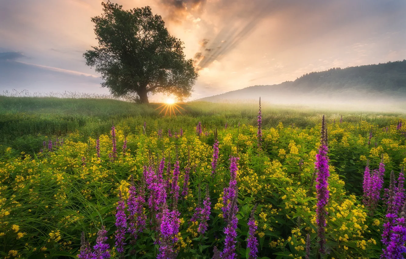 Фото обои цветы, природа, туман, утро, луг