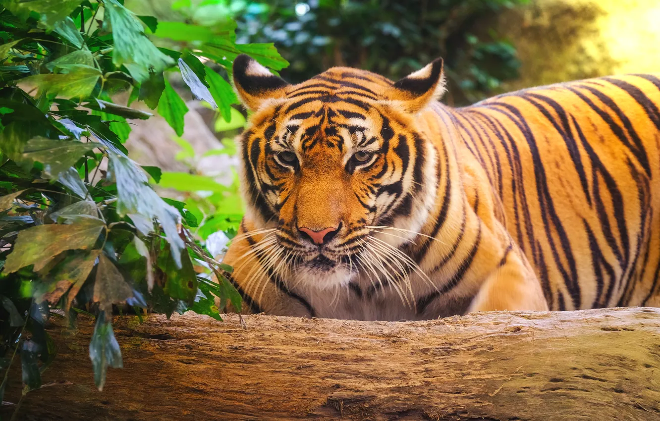 Фото обои тигр, tiger, амурский тигр, animal, Amur tiger