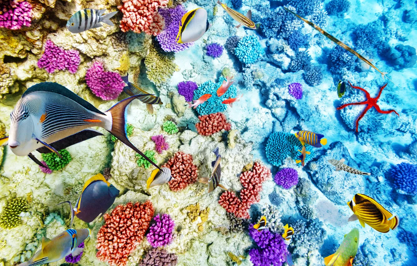 Фото обои рыбки, океан, world, подводный мир, underwater, ocean, fishes, tropical