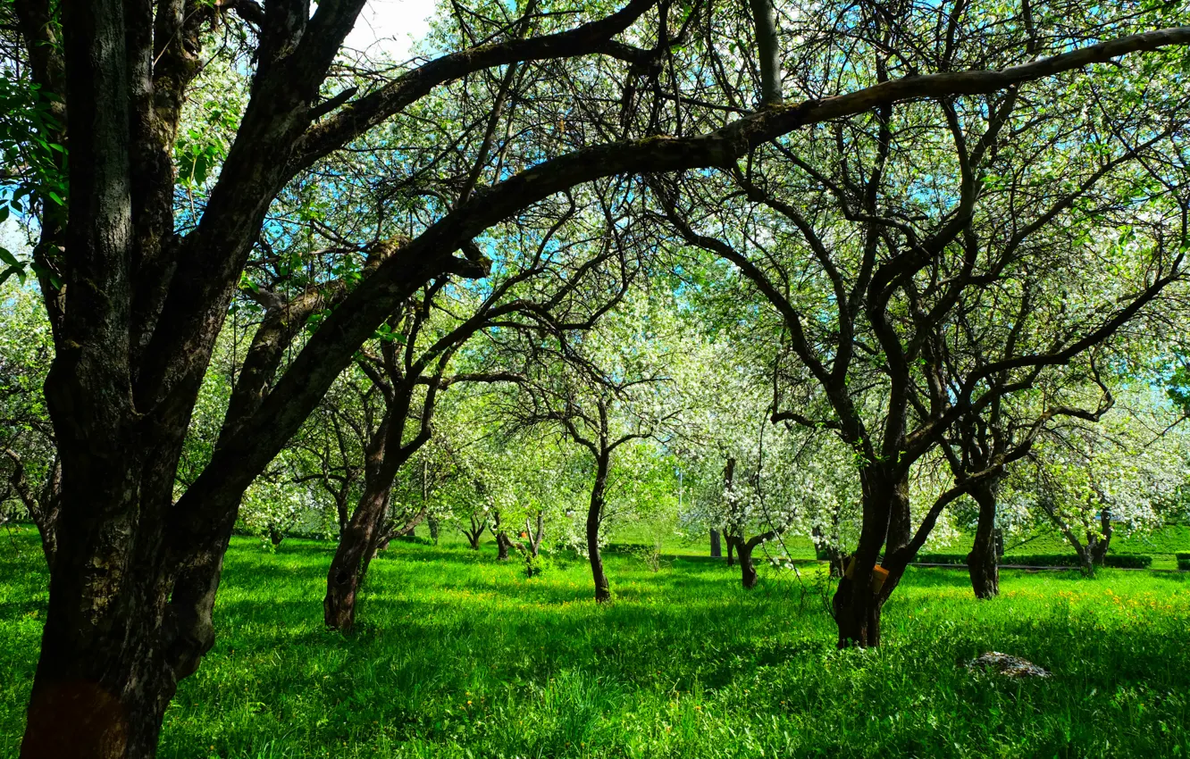 Фото обои цветы, весна, яблоня, цветущее дерево, белые цветы, цветущая яблоня, яблоневый сад, много яблонь
