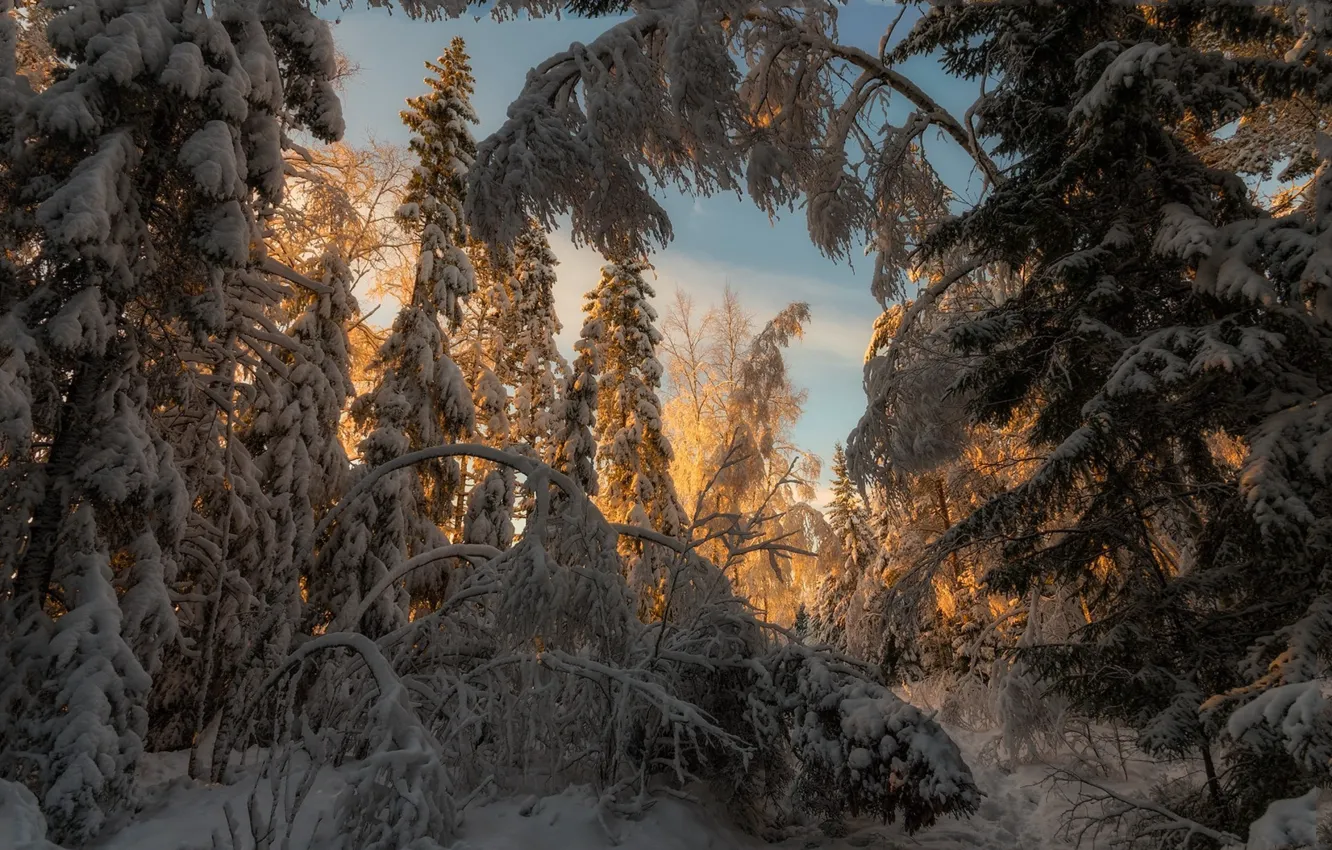 Фото обои зима, лес, снег, утро, ели, ёлки