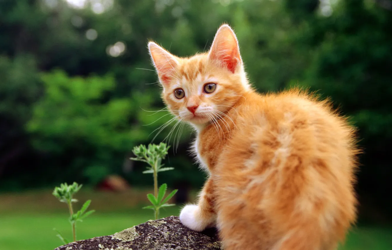 Фото обои кошка, трава, кот, цветы, котенок, киска, рыжий, киса