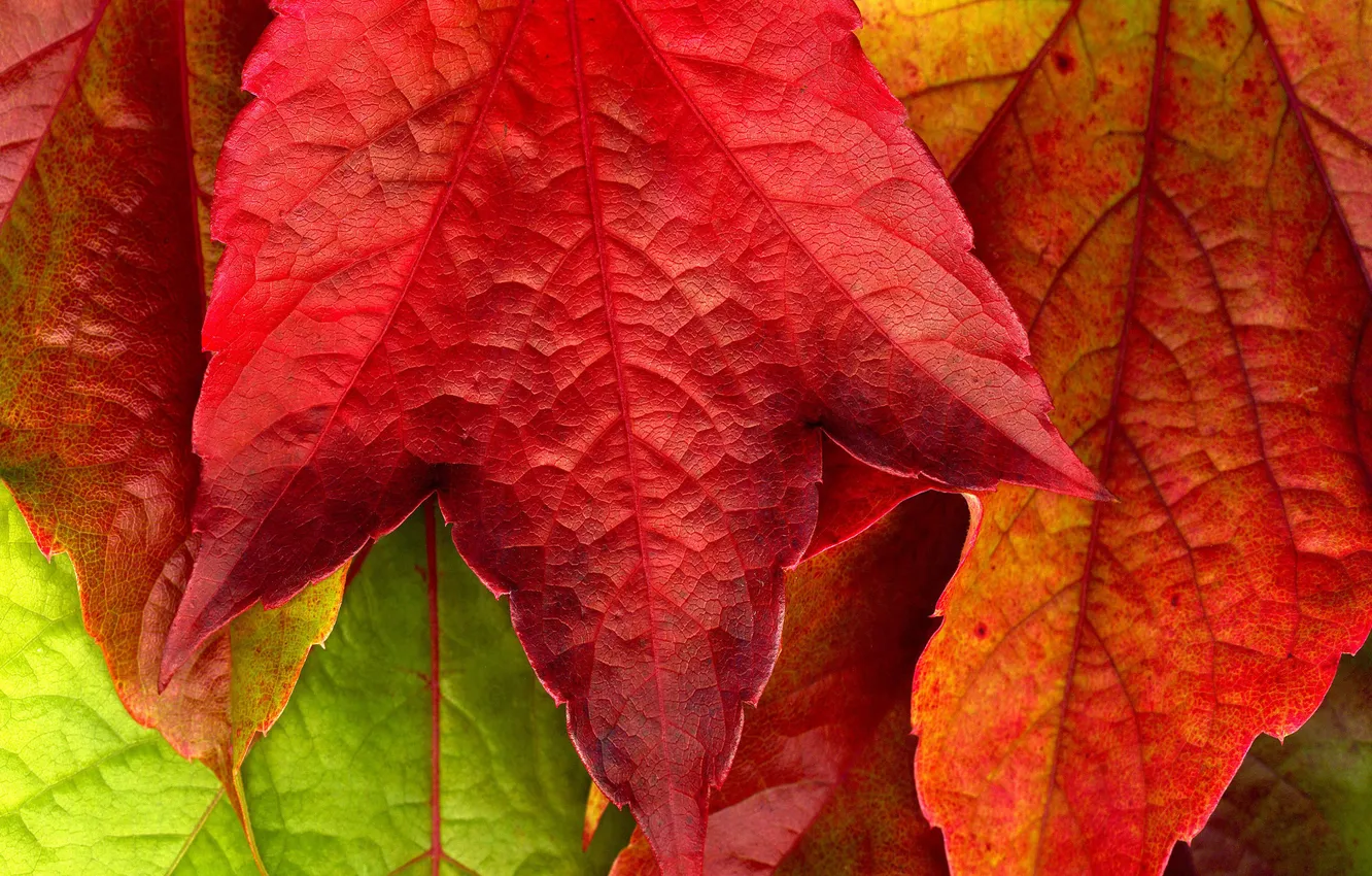 Фото обои осень, макро, красный, жёлтый, фото, красивые обои, осенние обои
