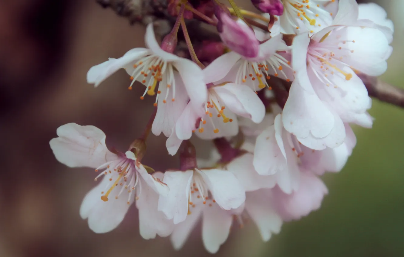 Фото обои макро, цветы, ветка, весна, лепестки, светлые, сакура, розовые