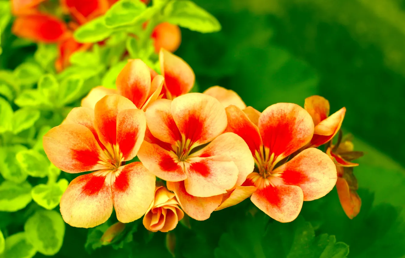 Фото обои flower, orange, blooming