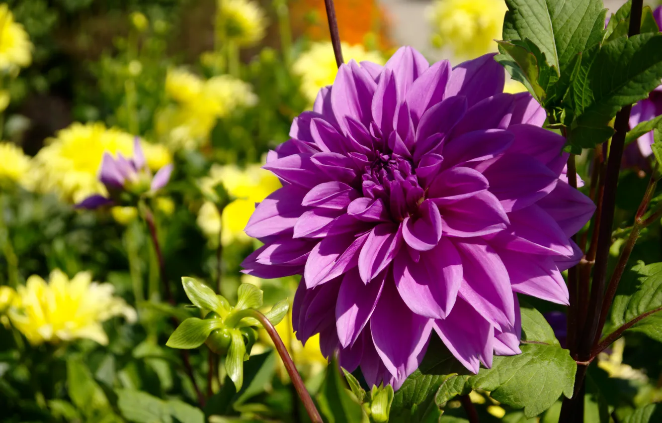 Фото обои цветок, фиолетовый, Flowers, purple