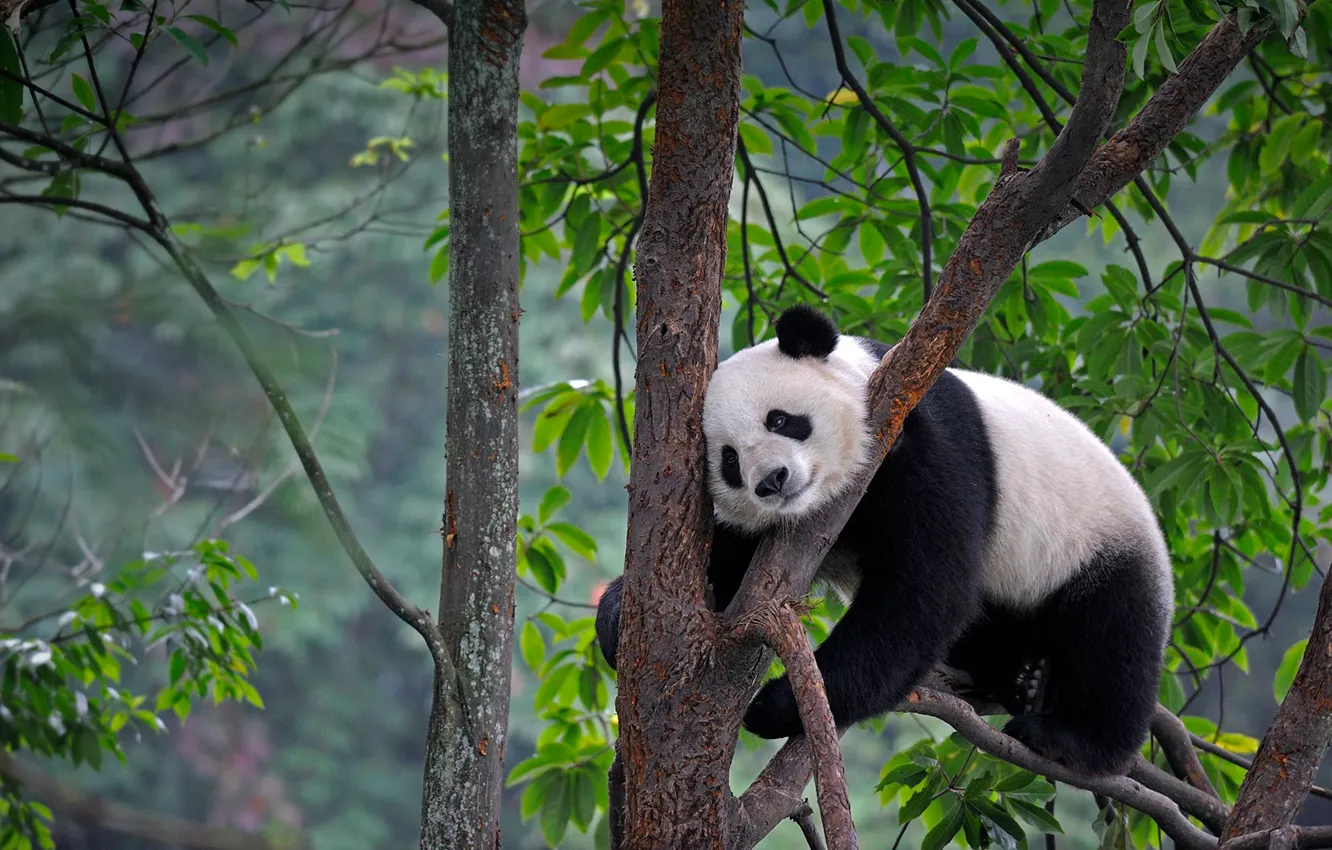 Фото обои листья, природа, дерево, медведь, панда, Китай, Сычуань, Яань
