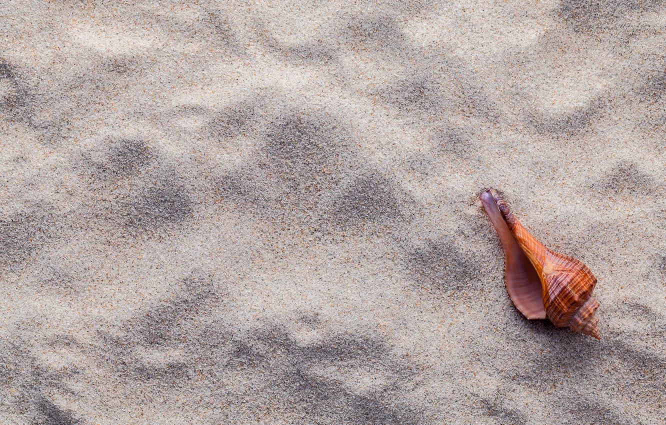 Фото обои песок, пляж, ракушки, summer, beach, sand, marine, seashells