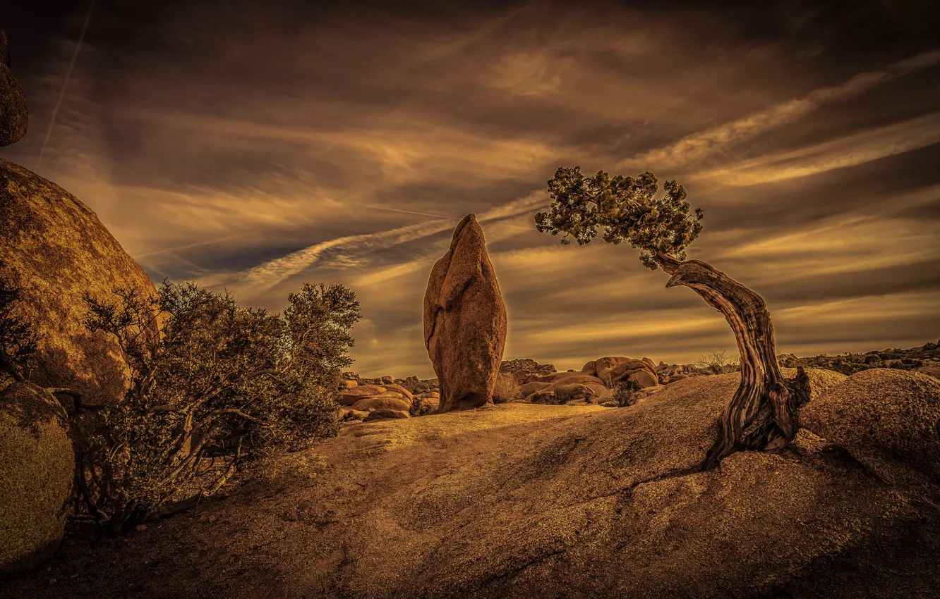 Фото обои дерево, пустыня, камень, Калифорния, США, Национальный парк Джошуа-Три