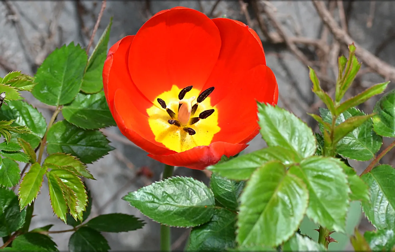 Фото обои цветок, листья, красный, цвет, тюльпан, весна, чаша, лепестки