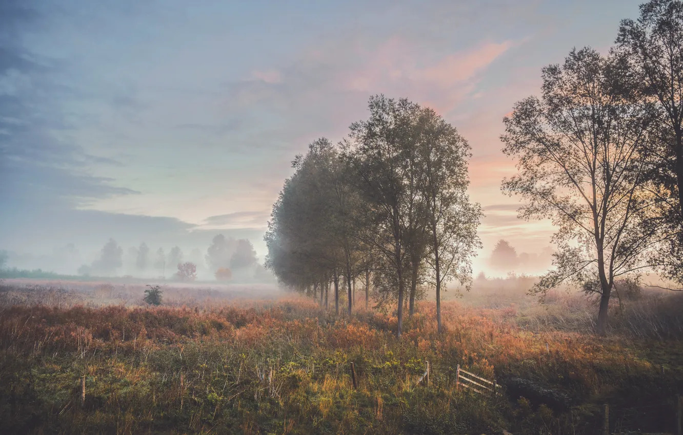 Фото обои поле, осень, деревья, туман, утро
