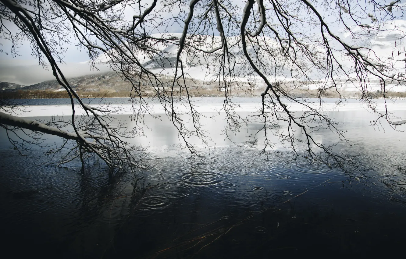 Фото обои зима, ветки, река