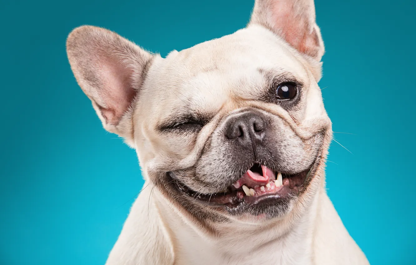 Фото обои happy, dog, look