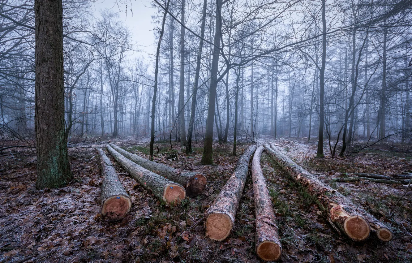Фото обои зима, иней, лес, деревья