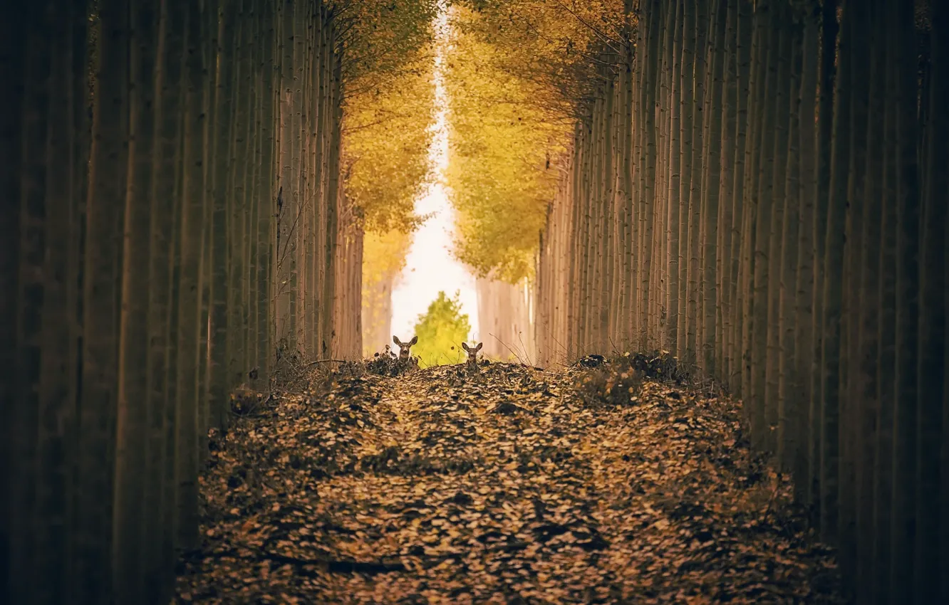Фото обои осень, деревья, олени