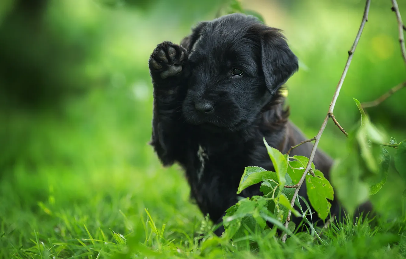 Фото обои трава, листья, поза, черный, собака, ветка, малыш, щенок