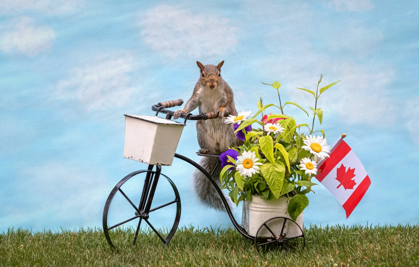 Фото обои цветы, велосипед, рендеринг, флаг, белка, корзинка, фотоарт