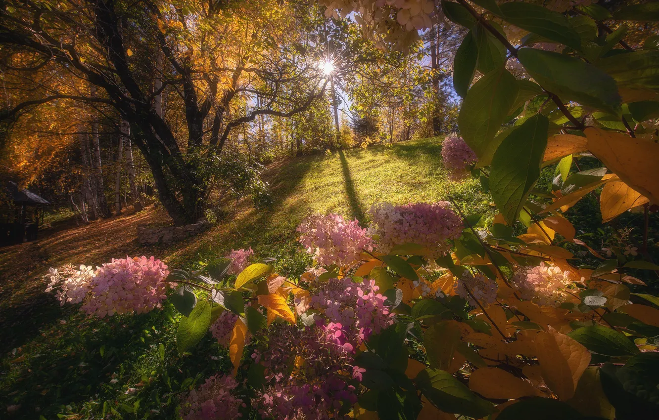 Фото обои осень, лес, солнце, свет, деревья, цветы, ветки, природа