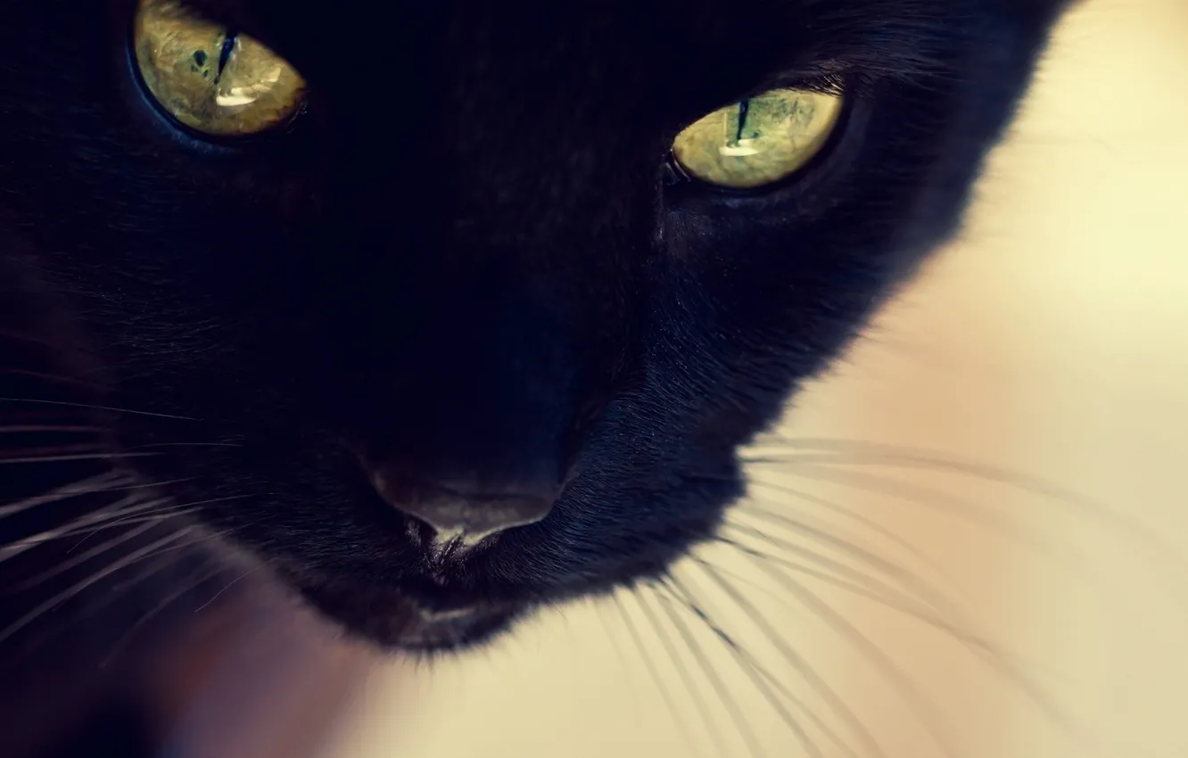 Фото обои Взгляд, Кошка, Черная, Глаза, Black, Cat, Eyes, Котэ