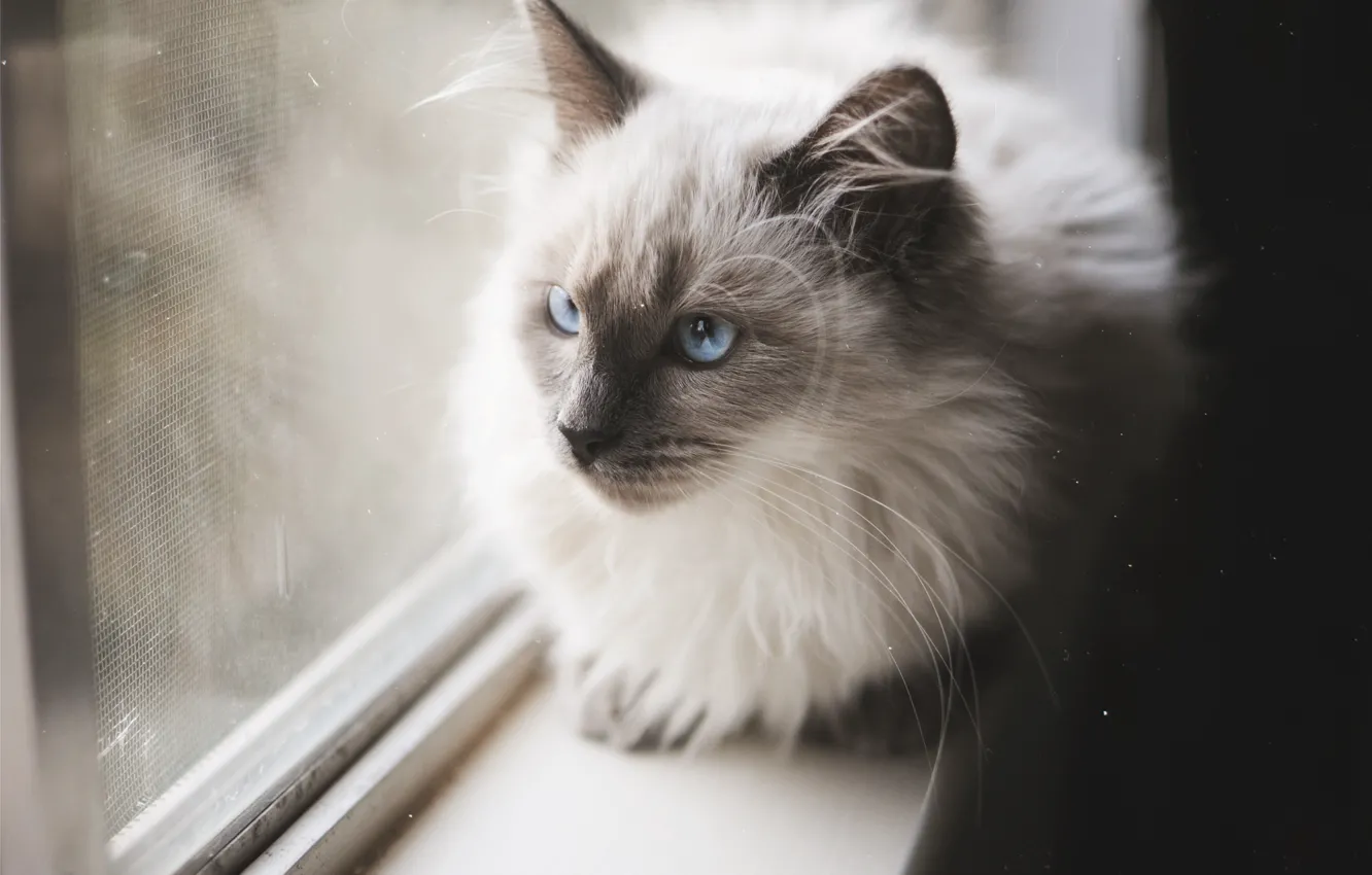 Фото обои кошка, кот, усы, шерсть, голубые глаза