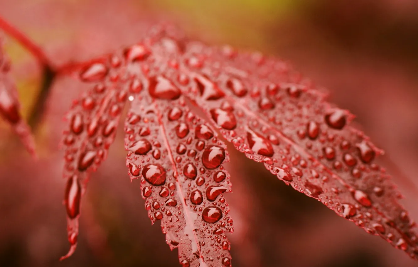 Фото обои осень, капли, красный, лист, роса