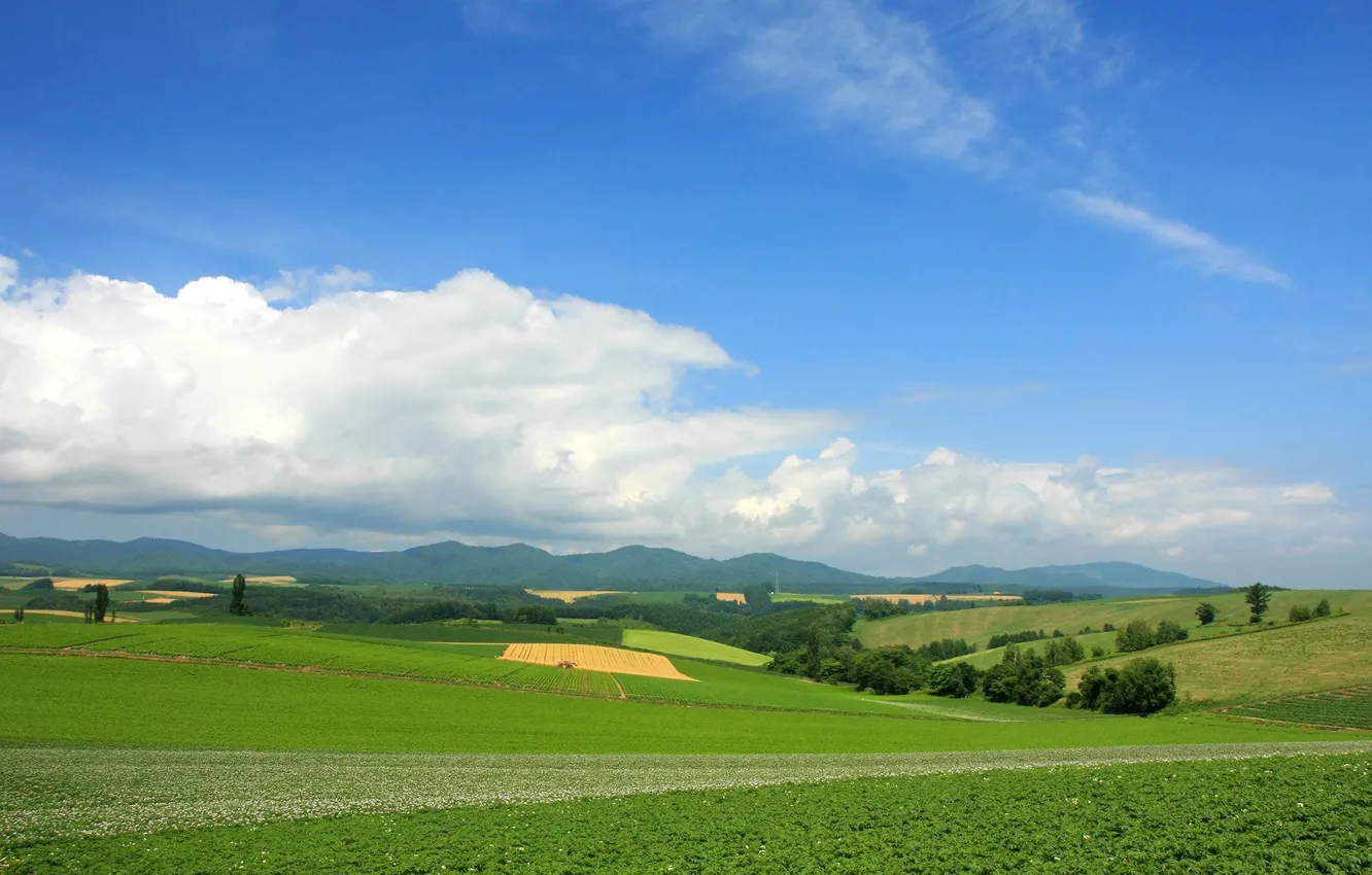 Фото обои зелень, лето, облака, горизонт, Пейзаж, landscape, nature