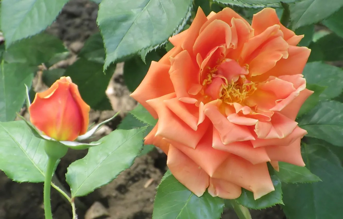 Фото обои Цветы, Роза, Цветок, Бутон, Оранжевая роза, Meduzanol ©, Лето 2018