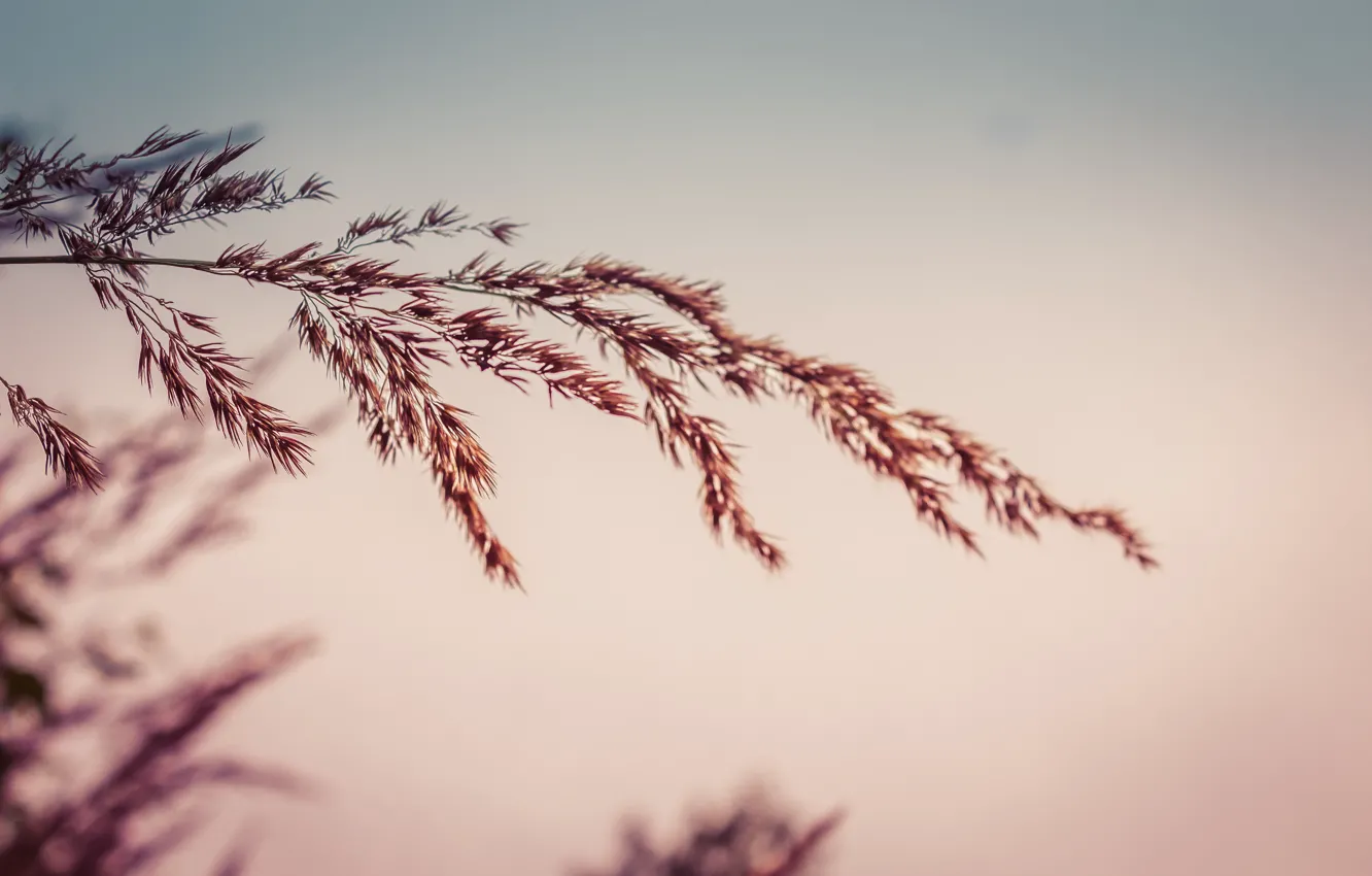Фото обои зелень, трава, green, flower